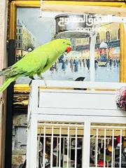  3 Female parrot India ring neck