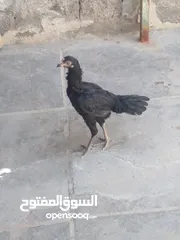  2 اقرة الوصف