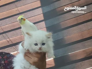 13 قطط  هملاية و شرازي  مستوى علي