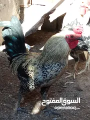  4 ثلاث دياكه للبيع