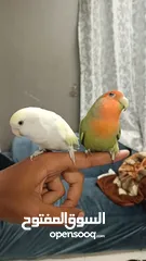  3 Tamed Love birds beautiful colors لف بيرد اليف جدا