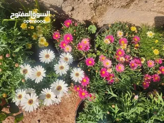  5 الحديقه والمنزل جميع انواع الاشجار المثمرة والأشجار الحرجيه ونباتات الزينة
