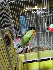  5 جوز روز معاهم فرخ عمر ست اشهر