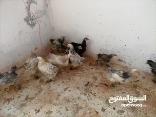  10 فرخات. براهمي . مشكل   في بف وفي بلاك     فرخات. ما شاء الله