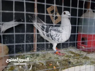  9 3 اجواز حمام شغالات للبيع