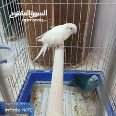  4 ببغاء جرين شك أليف
