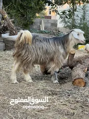  1 شاه للبيع ..