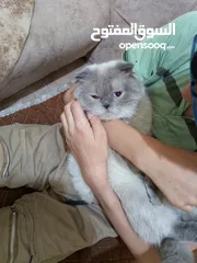  2 قط سيامي سكوتش فولد متعود ع الليتر بوكس معه بيت