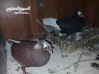  11 4 جواز شغاله  وفحل مكفوله للبيع دون الفراخ 35 دينار كوم