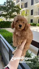  4 Toy Poodle PREMIUM puppies in Dubai