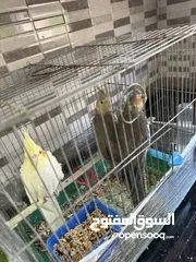  5 كوكتيل حبشي ولاتينو