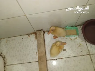  3 قفص مع بطتين   للبيع المستعجل
