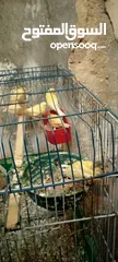  3 جوز شغلات بصلاة على النبي ثاني بطن معهن أربع فراخ