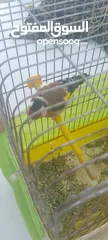  10 حسون ماشاءالله
