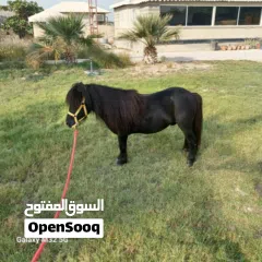  3 For Sale: Black Shetland Pony