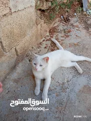  15 قط ابيض جميل جدا مع عينان زرقاوان و حالته الصحية جيدة و هادا و مرح وكن غير مدرب