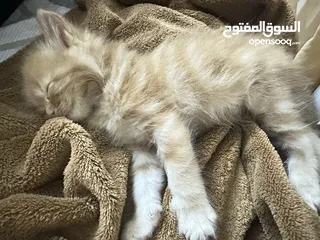  9 قطط موليد ام هيمالايا مجاناً للجادين فقط