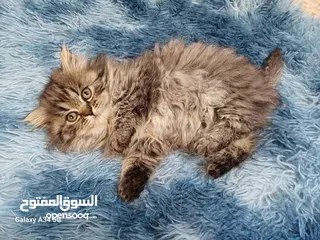  6 قطط مكس شانشيلا وهمالايا
