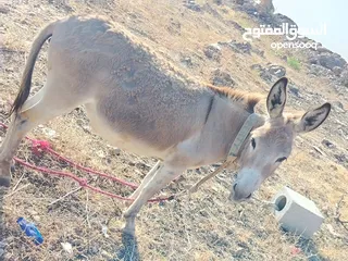  2 احماره للبيع