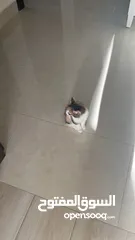  5 قطة بعمر الثلاث شهور للبتني مع اغراضها وبيتها واكلها مجاناً!!