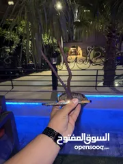  2 13 pro max للبيع بسعر حرق