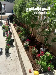  3 قص الاشجار وتنسيق الحدائق ورش الاشجار بأسعار جيدة