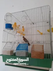  3 عصافير كناري
