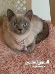  28 قطه كتنز كتن   و بطه عدد 3 بطات   و سلاحف بريه و قطة سيامي كبيره منتجه  تربيه منزليه لقطه كوم هامستر