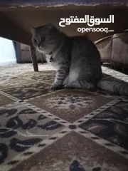  2 قط سكوتش فولد ذكر ماخذ جميع المطاعيم