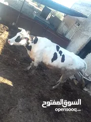  2 بقره عشار 7