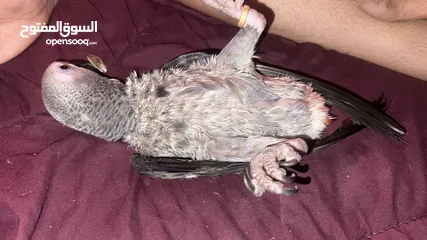  3 African grey fully tamed and playful