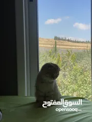  11 قطة سكوتش فولد مكس جولدن تابي جميلة جدا و لعوبة العمر ثلث اشهر متعودة على اليتر بوكس