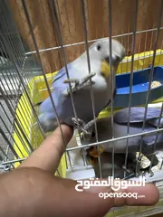  3 فراخ روز زق يدوي مفطوم هدد