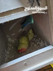  7 جوز روز معاهم فرخ عمر ست اشهر