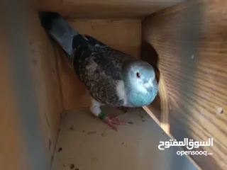  3 حمام زاجل طير انثي