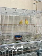  4 Cocktail albino love birds orange