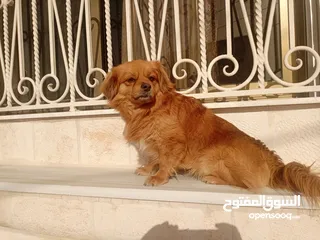  12 كلب للبيع أليف لعوب جدا بحب الناس
