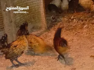  5 دجاج حباحب عمرهن ثلاث أشهر الزوج  