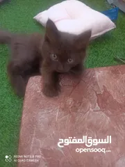  4 قطة يورك الأمريكية النادره