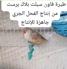  9 جوز وذكر جنة جامبو وذكر هوجو