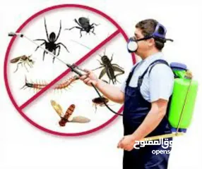  1 شركة الصفوة لمكافحة الحشرات (الكتن والقمل والصراصير والارضة والفئران