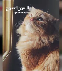  1 قط شيرازي للتزاوج " Persian cat for mating