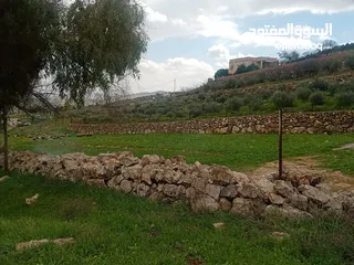  7 لقطة مزرعة مميزة 7 دونمات اراضي جرش عنيبة مشجره جاهزة ب40 الف لكامل القطعة