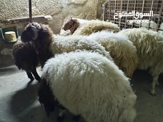 7 خرفان أضاحي للبيع اوزان لحم صافي 25