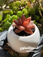  8 توزيعات هدايا