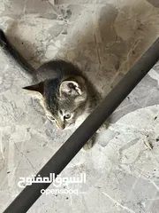  13 قطتين للتبني (منغا وفيفي) شهرين ومدربين على اللتر بوكس