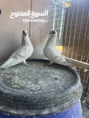  1 جوز بواز حمر
