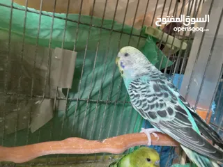  16 طيور للبيع النوع طيور الحب الأسترالي سعر الطائر الواحد 5 دنانير