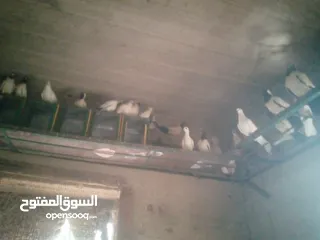  4 حمام نوع ارباش اذا بدك بلدي موجود اذا بدك امبندق موجود