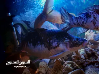  3 سمك للبيع كبير بعيش شتاء وصيف قوي سمك قرو بعيش جميع انواع الأحواض